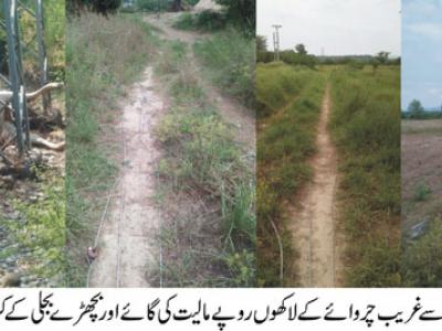 آئیسکو کی غفلت ،لاکھوں روپے مالیت کے مویشی کرنٹ لگنے سے جاں بحق 
