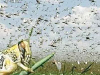 تحصیل جنڈ کی یوسی ناڑہ میں گندم کی فصل پر ٹڈی دل کا حملہ